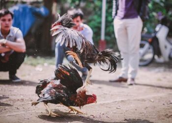 Cockfighting ban legal in Northern Mariana Islands under federal law, Ninth Circuit says – Courthouse News Service