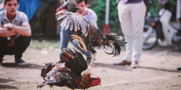 Cockfighting ban legal in Northern Mariana Islands under federal law, Ninth Circuit says – Courthouse News Service
