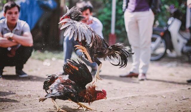 Cockfighting ban legal in Northern Mariana Islands under federal law, Ninth Circuit says – Courthouse News Service