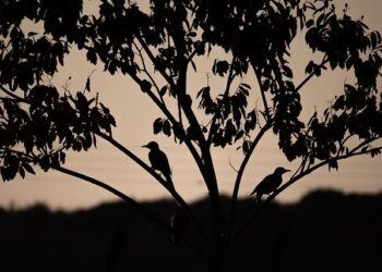 CORVI: Assessing Priority Climate Risks in Mauritius – Stimson Center