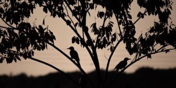 CORVI: Assessing Priority Climate Risks in Mauritius – Stimson Center