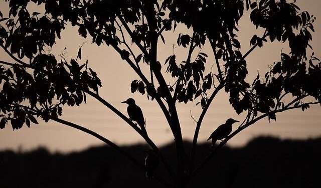 CORVI: Assessing Priority Climate Risks in Mauritius – Stimson Center