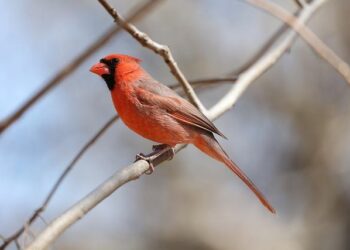 2 Cardinal Electors, From Spain and Kenya, Will Not Attend Upcoming Conclave – National Catholic Register