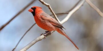 2 Cardinal Electors, From Spain and Kenya, Will Not Attend Upcoming Conclave – National Catholic Register