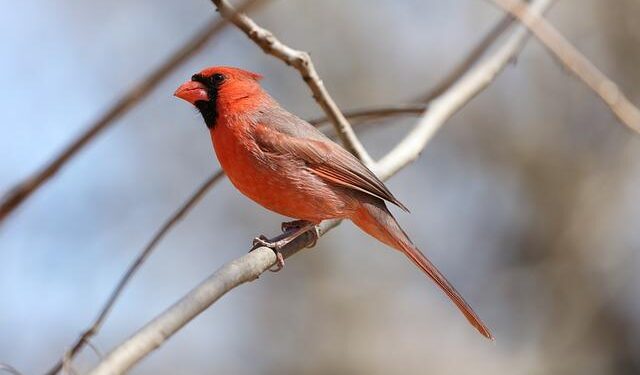 2 Cardinal Electors, From Spain and Kenya, Will Not Attend Upcoming Conclave – National Catholic Register