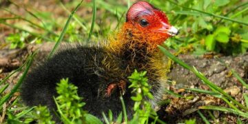 On Becoming a Guinea Fowl // CASCADE FESTIVAL OF AFRICAN FILMS – Portland Art Museum