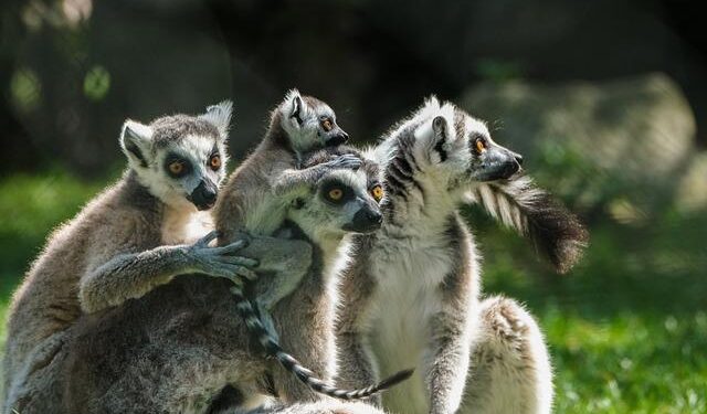 Mining group backed by Bill Gates and Jeff Bezos expands into DR Congo – Financial Times