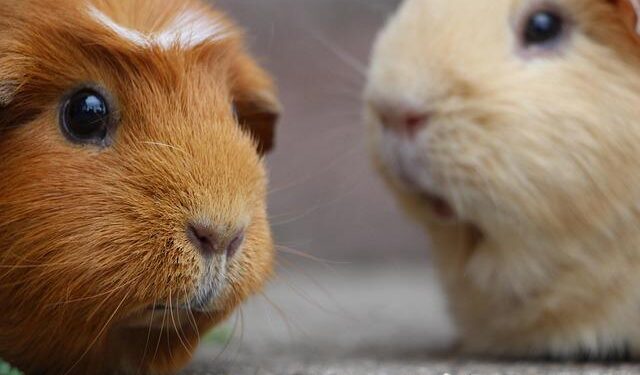 Fortuna eyes Guinea investments after Burkina Faso exit, CEO says – Mining.com