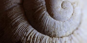 More than 200 unexploded second world war shells found near Solomon Islands school – The Guardian