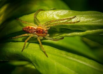 Tiny technology that can find pollution in South Africa’s water and trap it – ZAWYA