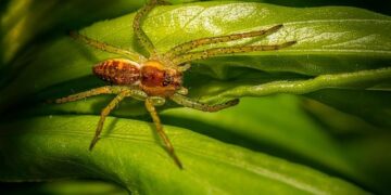 Tiny technology that can find pollution in South Africa’s water and trap it – ZAWYA