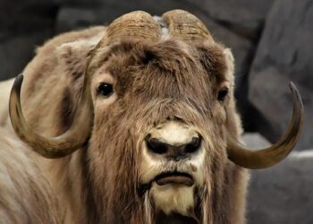 Europe turns on Elon Musk and Tesla as new car sales flatline. What’s behind the sales plunge? – USA Today