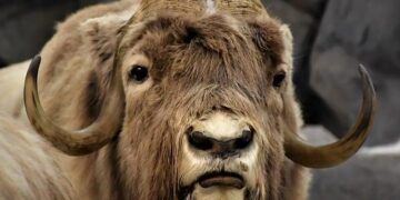 Europe turns on Elon Musk and Tesla as new car sales flatline. What’s behind the sales plunge? – USA Today