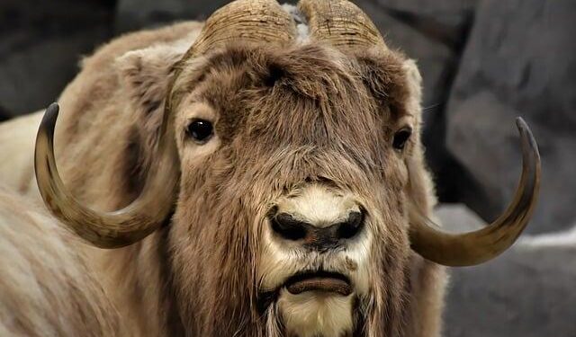 Europe turns on Elon Musk and Tesla as new car sales flatline. What’s behind the sales plunge? – USA Today