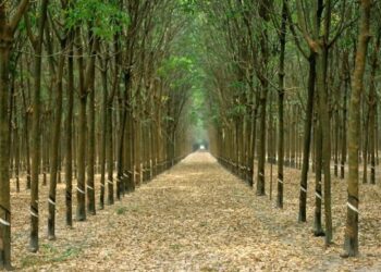 The World’s Largest Rubber Plantation is About to Go on Strike – Mother Jones
