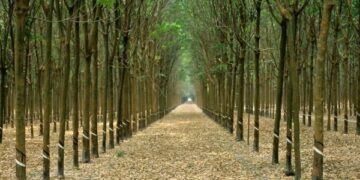 The World’s Largest Rubber Plantation is About to Go on Strike – Mother Jones