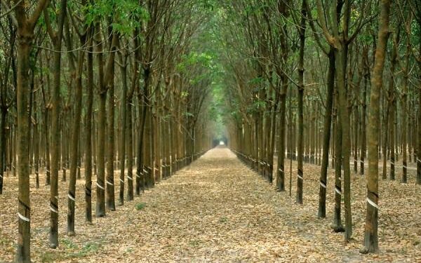 The World’s Largest Rubber Plantation is About to Go on Strike – Mother Jones