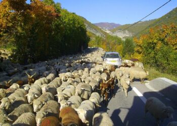 Resolving Transhumance Conflicts in Guinea-Bissau – Welcome to the United Nations
