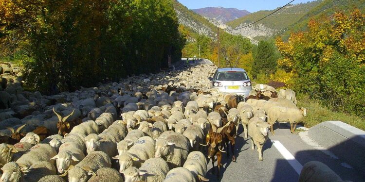 Resolving Transhumance Conflicts in Guinea-Bissau – Welcome to the United Nations