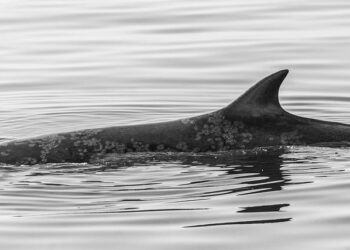 Tonga’s prime minister resigns ahead of no confidence vote, local media report – Reuters
