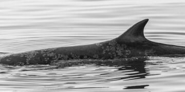 Tonga’s prime minister resigns ahead of no confidence vote, local media report – Reuters