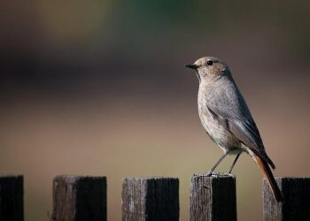 Big Fence, a portrait of pitcairn island – PhMuseum