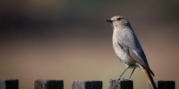 Big Fence, a portrait of pitcairn island – PhMuseum