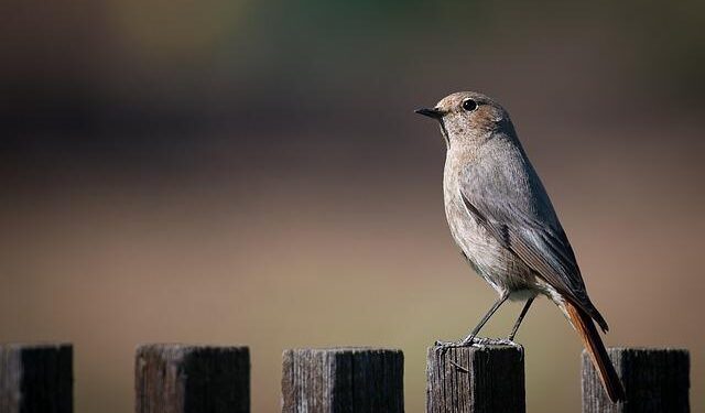 Big Fence, a portrait of pitcairn island – PhMuseum