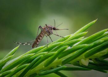 New mosquito species discovered in Tanzania could aid malaria fight – Ynetnews