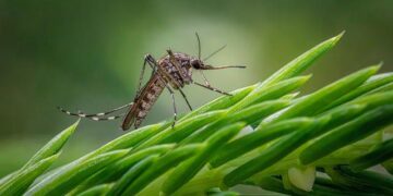 New mosquito species discovered in Tanzania could aid malaria fight – Ynetnews