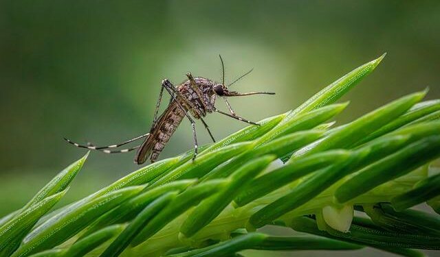 New mosquito species discovered in Tanzania could aid malaria fight – Ynetnews