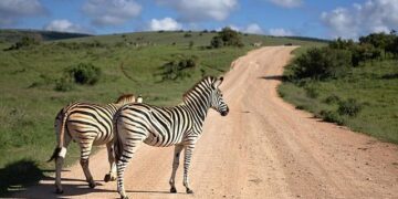 Only in South Africa… Robots Don’t Work, But the People Do! – Good Things Guy