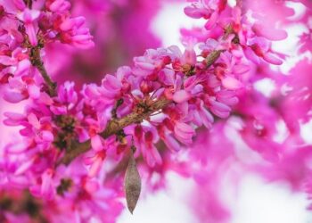 Evfarmer, an innovative agricultural finance company, announced its entry into the Sierra Leone market to expand its online business and support the country’s economic transformation and growth – GlobeNewswire