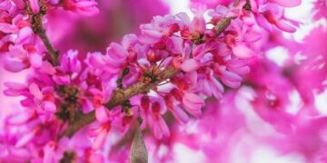 Evfarmer, an innovative agricultural finance company, announced its entry into the Sierra Leone market to expand its online business and support the country’s economic transformation and growth – GlobeNewswire