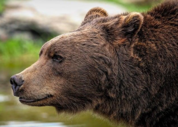 Estonian hunters share simple tips to stay safe around bears – ERR