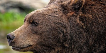 Estonian hunters share simple tips to stay safe around bears – ERR