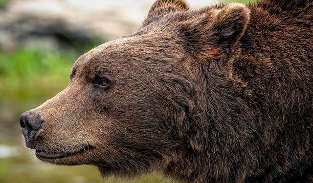 Estonian hunters share simple tips to stay safe around bears – ERR