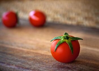 Nigeria: Growers losing money due to outbreak of tomato leafminer – Hortidaily