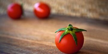 Nigeria: Growers losing money due to outbreak of tomato leafminer – Hortidaily