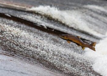 FEI European Jumping Championships 2027 Head to Belgium! “Horses are in our genetics…” – Equnews International