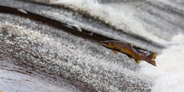 FEI European Jumping Championships 2027 Head to Belgium! “Horses are in our genetics…” – Equnews International