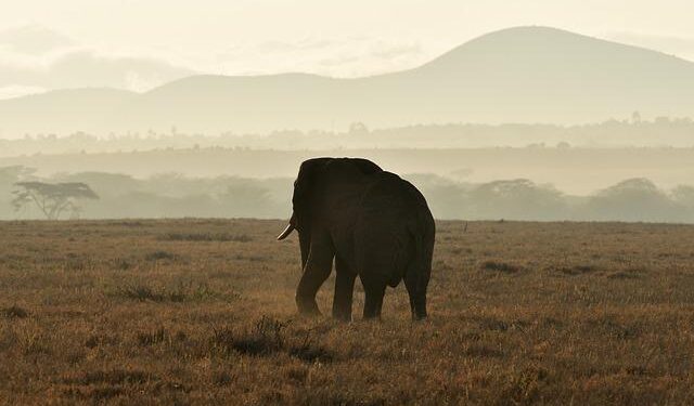 Kenya Rising Stars impress Akhulia in Nigeria draw – U-20 AFCON – Pan-Africa Football