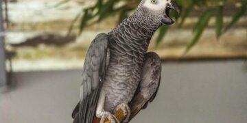 A hopeful Gabon looks to the future – ISS Africa