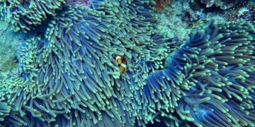 World’s largest known coral discovered in Solomon Islands – The Guardian