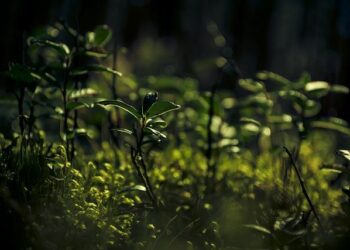 VE Day ceremonies held across Europe – China Daily