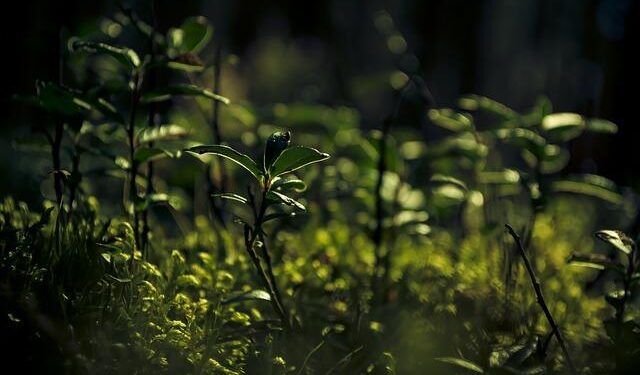 VE Day ceremonies held across Europe – China Daily