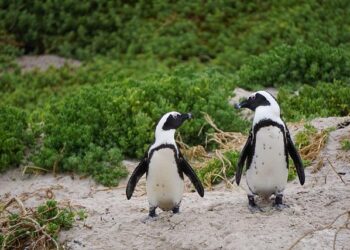 Inside a South African mass wedding: Polygamy and pageantry on display at a the IPHC church – BBC