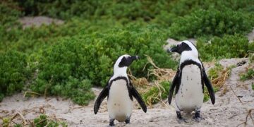 Inside a South African mass wedding: Polygamy and pageantry on display at a the IPHC church – BBC