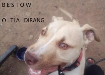 O dirang, Donald? – Financial Times