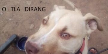 O dirang, Donald? – Financial Times